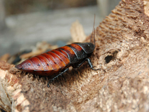 Madagascar Hissing Cockroach  